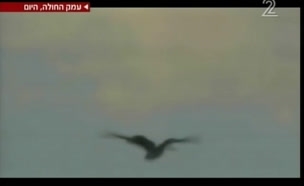 העוף הדורס מהודו הגיע לישראל