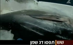 כך נראה דג הטונה הגדול בישראל