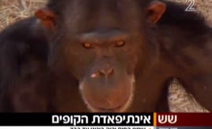 אינתיפדת הקופים בגן החיות בי-ם