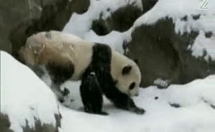 צפו בדובים שממיסים את היריבות בין סין לארה"ב