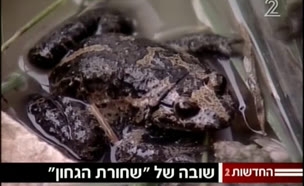 צפרדע נדירה נמצאה בשמורת החולה
