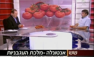 עגבניות האנטונלה מציגות: עמידות מחוץ למקרר